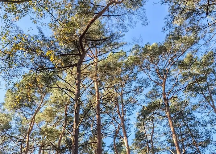 Waldvilla Haus Gustav Am Ostseestrand 펜션